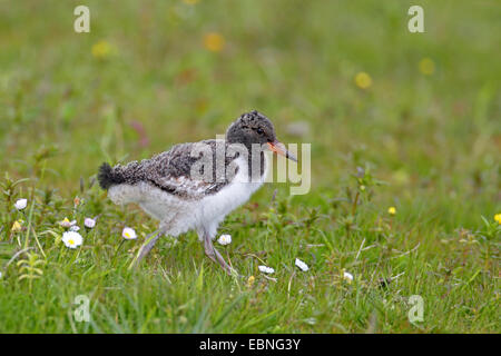 Palaearctic huîtrier pie (Haematopus ostralegus), l'envol des oiseaux juvéniles pas marcher dans un pré, Pays-Bas, Frise Banque D'Images