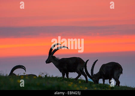 Bouquetin des Alpes (Capra ibex, Capra ibex ibex), trois dollars dans un pré dans la lumière du matin, Suisse, Toggenburg, Chaeserrugg Banque D'Images