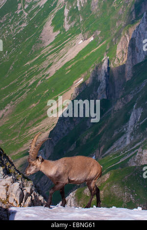 Bouquetin des Alpes (Capra ibex, Capra ibex ibex), debout dans un champ de neige raide, la Suisse, l'Alpstein, Saentis Banque D'Images