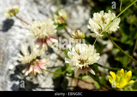 Le trèfle (Trifolium pallescens pâle), blooming Banque D'Images