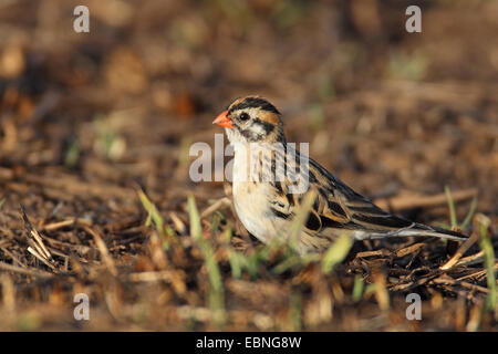 Pin-tailed whydah (Vidua macroura), mâle en plumage d'éclipse est debout sur le sol, l'Afrique du Sud, le Parc National de Pilanesberg Banque D'Images