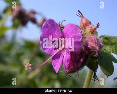 Géranium sanguin Rock, Bigroot geranium géranium, bulgare, Zdravetz Rock crane's-bill (Geranium macrorrhizum), fleur, Allemagne Banque D'Images