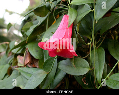 Copihue, chilien campanule, gloire chilienne (Fleurs) avantgardiste Lapageria rosea, fleur Banque D'Images