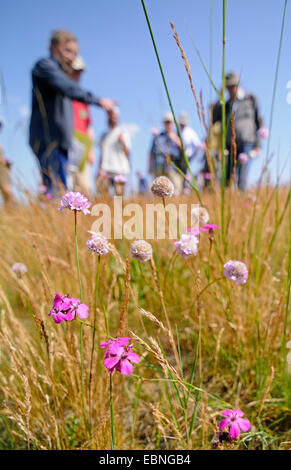 Rose, rose Clusterhead chartreux (Dianthus carthusianorum), excursion botanique sur les prairies sèches avec Carthzsian et sable rose sea thrift, Allemagne, Brandenburg, Seelower Hoehen Banque D'Images