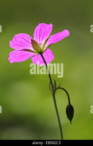 Géranium sanguin (Geranium palustre de marais), fleur, Allemagne, Bade-Wurtemberg Banque D'Images