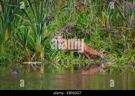 Le renard roux (Vulpes vulpes), debout sur le bord de l'eau et regardant un canard sur l'eau, la Suisse, le lac de Constance Banque D'Images