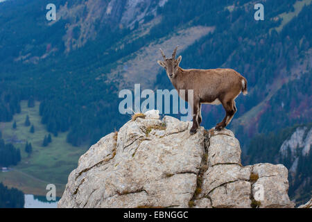 Bouquetin des Alpes (Capra ibex, Capra ibex ibex), jeune bouquetin debout sur un rocher , Suisse, Toggenburg, Chaeserrugg Banque D'Images