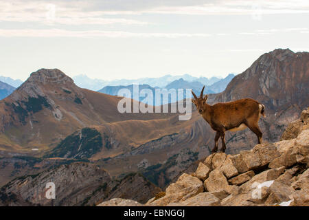 Bouquetin des Alpes (Capra ibex, Capra ibex ibex), femme debout sur un rocher et regardant en bas dans la vallée, Suisse, Toggenburg, Chaeserrugg Banque D'Images