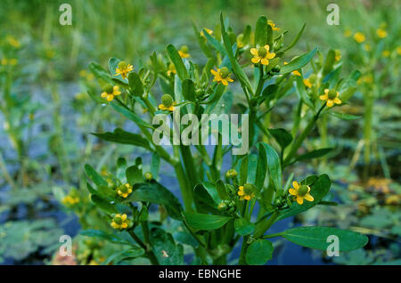 Renoncule, blister à feuilles de céleri, la renoncule à feuilles de céleri, Crowfoot Crowfoot (Ranunculus sceleratus), blooming, Allemagne Banque D'Images