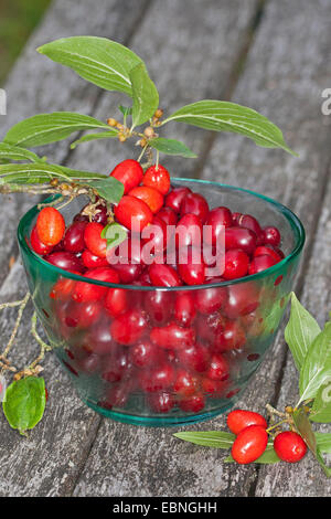 Bois de cerisier en cornaline (Cornus mas), recueilli les fruits dans un bol en verre, Allemagne Banque D'Images