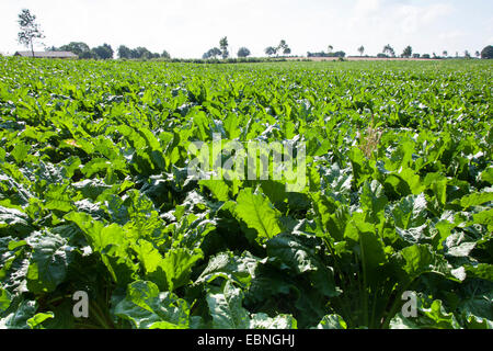 Le sucre de betterave, le sucre de betteraves, racine de betterave, sucre-racine de betterave (Beta vulgaris var. altissima), champ de betteraves à sucre, Allemagne Banque D'Images