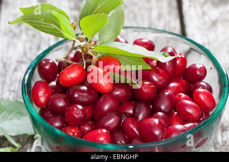 Bois de cerisier en cornaline (Cornus mas), recueilli les fruits dans un bol en verre, Allemagne Banque D'Images