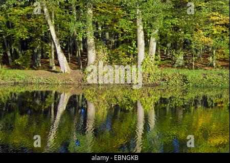 Rangée d'arbres en miroir dans l'eau du fossé au château de Schoenebeck, Brême Vegesack, Allemagne, Bremen Banque D'Images