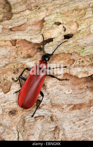 Scarlet fire beetle, le Cardinal (Pyrochroa coccinea), assis sur l'écorce, Allemagne Banque D'Images