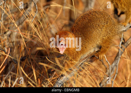 Mangouste svelte (Galerella sanguinea), est assis sur une tige dans le soleil du matin et bâillements, Afrique du Sud, le Parc National de Pilanesberg Banque D'Images