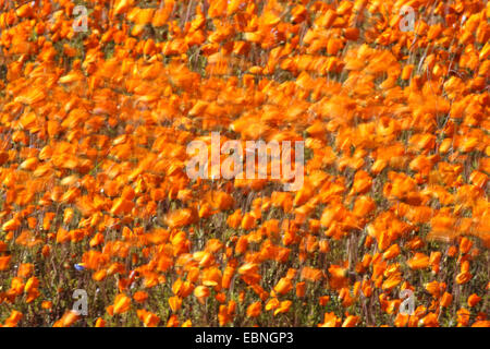 Daisy Namaqualand, Cape marigold (Dimorphotheca sinuata), le Namaqualand daisies par le vent, Afrique du Sud, le Parc National Namaqua Banque D'Images