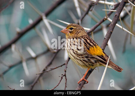 L'évêque à croupion jaune (Euplectes capensis), jeune homme assis dans un buisson, Afrique du Sud, le Parc National Namaqua Banque D'Images