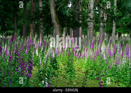 La digitale pourpre digitale, commune (Digitalis purpurea), digitales sur une clairière, Allemagne, Rhénanie du Nord-Westphalie Banque D'Images