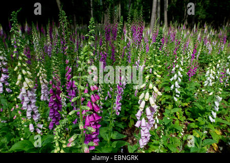 La digitale pourpre digitale, commune (Digitalis purpurea), digitales sur une clairière, Allemagne, Rhénanie du Nord-Westphalie Banque D'Images