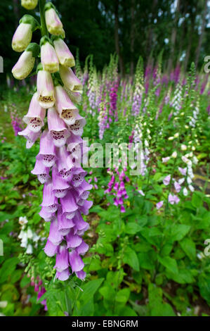 La digitale pourpre digitale, commune (Digitalis purpurea), digitales sur une clairière, Allemagne, Rhénanie du Nord-Westphalie Banque D'Images