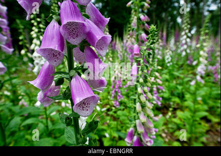 La digitale pourpre digitale, commune (Digitalis purpurea), digitales sur une clairière, Allemagne, Rhénanie du Nord-Westphalie Banque D'Images