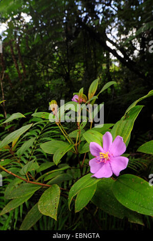 Blooming Melastomataceae, Sri Lanka, Sinharaja Forest National Park Banque D'Images