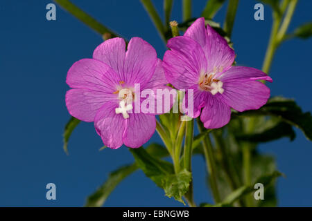 Fiddle-herbe, grand willow-herb (Epilobium hirsutum), fleurs, Allemagne Banque D'Images