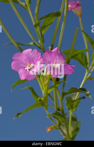 Fiddle-herbe, grand willow-herb (Epilobium hirsutum), fleurs, Allemagne Banque D'Images