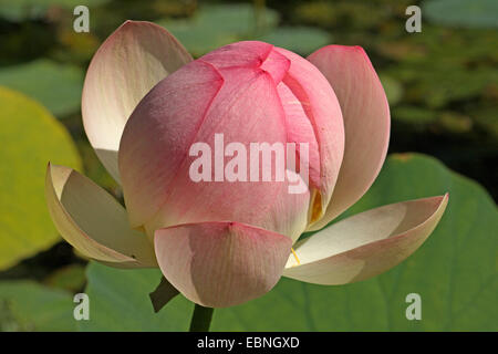 East Indian lotus (Nelumbo nucifera), avec fleurs fermé Banque D'Images