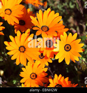 Daisy Namaqualand, Cape marigold (Dimorphotheca sinuata), vue rapprochée d'un groupe de fleurs, Afrique du Sud, le Parc National Namaqua Banque D'Images