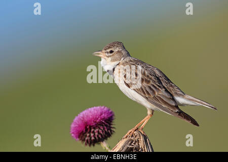 Calandre (Melanocorypha calandra), homme assis sur une branche, Bulgarie, Kap Kaliakra Banque D'Images