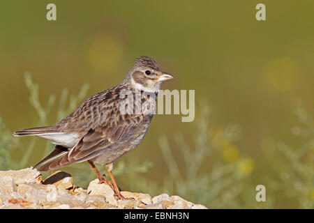 Calandre (Melanocorypha calandra), homme assis sur le sol, la Bulgarie, Kap Kaliakra Banque D'Images