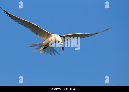 Sterne caugek (Sterna sandvicensis, Thalasseus sandvicensis), voler, USA, Floride Banque D'Images