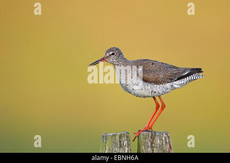 Chevalier gambette (Tringa totanus), assis sur un piquet , Pays-Bas, le Flevoland Banque D'Images