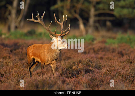 Red Deer (Cervus elaphus), homme passe dans la bruyère, Pays-Bas, parc national De Hoge Veluwe Banque D'Images