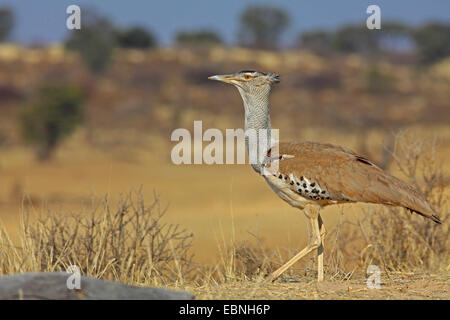 Outarde Kori (Ardeotis kori), marcher dans un semi-désert, Afrique du Sud, Kgalagadi Transfrontier National Park Banque D'Images