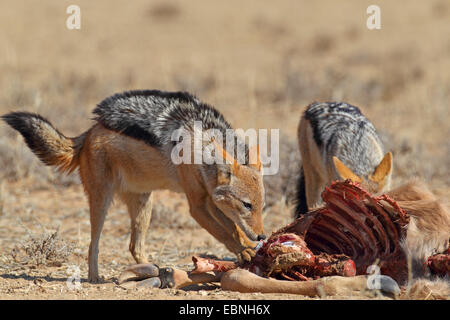 Le chacal à dos noir (Canis mesomelas), deux chacals de manger dans une impasse des gnous, Afrique du Sud, Kgalagadi Transfrontier National Park Banque D'Images