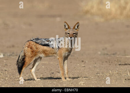 Le chacal à dos noir (Canis mesomelas), debout dans le semi-désert, Afrique du Sud, Kgalagadi Transfrontier National Park Banque D'Images