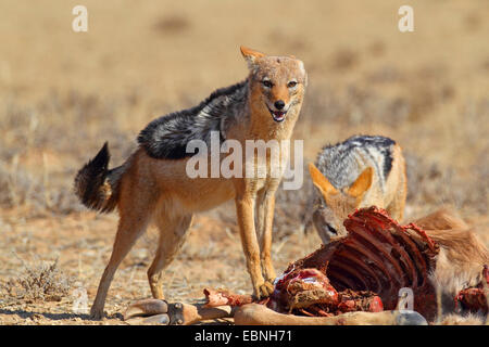 Le chacal à dos noir (Canis mesomelas), deux chacals de manger dans une impasse des gnous, Afrique du Sud, Kgalagadi Transfrontier National Park Banque D'Images