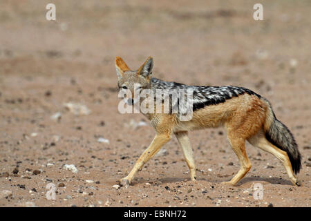 Le chacal à dos noir (Canis mesomelas), marchant dans le semi-désert, Afrique du Sud, Kgalagadi Transfrontier National Park Banque D'Images