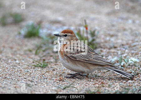 Red-capped lark (Calandrella cinerea), assis sur le sol, l'Afrique du Sud, Barberspan Sanctury Oiseaux Banque D'Images