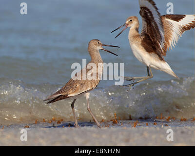 Le chevalier semipalmé (Catoptrophorus semipalmatus), comportement agressif de deux mâles à la Beach, Floride, USA Banque D'Images