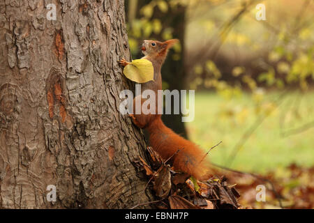 L'écureuil roux européen eurasien, l'écureuil roux (Sciurus vulgaris), l'escalade à un tronc d'arbre avec un écrou dans la bouche, l'Allemagne, la Saxe Banque D'Images