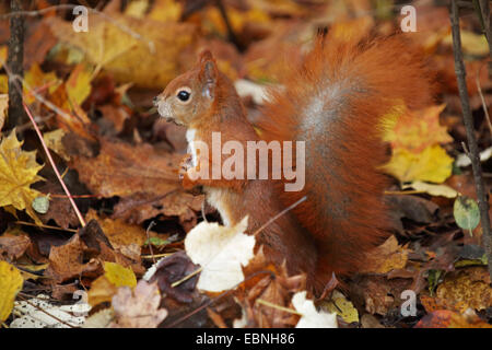 L'écureuil roux européen eurasien, l'écureuil roux (Sciurus vulgaris), assis à l'automne feuillage, Allemagne, Saxe Banque D'Images