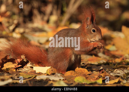 L'écureuil roux européen eurasien, l'écureuil roux (Sciurus vulgaris), assis à l'automne le feuillage et l'alimentation, de l'Allemagne, la Saxe Banque D'Images