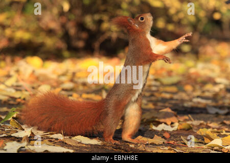 L'écureuil roux européen eurasien, l'écureuil roux (Sciurus vulgaris), debout sur les pattes de derrière et à la Saxe, Allemagne, Banque D'Images