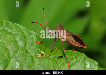 Squash bug (Coreus marginatus, Mesocerus marginatus), assis sur une feuille, Allemagne Banque D'Images
