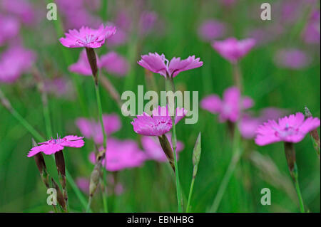 Rose de jeune fille (Dianthus deltoides), la floraison, l'Allemagne, en Rhénanie du Nord-Westphalie, NSG Moosheide Banque D'Images