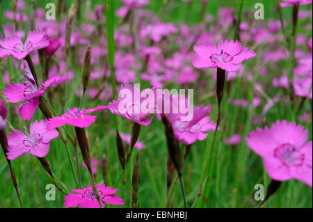 Rose de jeune fille (Dianthus deltoides), la floraison, l'Allemagne, en Rhénanie du Nord-Westphalie, NSG Moosheide Banque D'Images