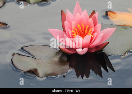 Nénuphar nénuphar (Nymphaea, spec.), sea lily avec fleur rose Banque D'Images